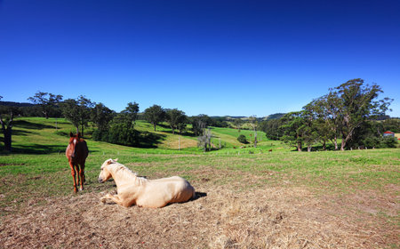 Grassy fields and gum trees, horses and cows and hills as far as the eye can see    Austalian landscape   Focus to palomino の写真素材