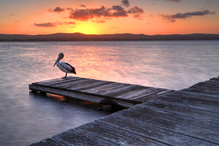 Sunset at Long Jetty NSW Australia.  A pelican roosts on one of the jettys on Lake Tuggerah as we admire the sunset.の写真素材