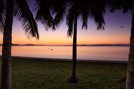 Sunset on Lake Macquarie, NSW Australia.  Focus to middle palm tree.の写真素材