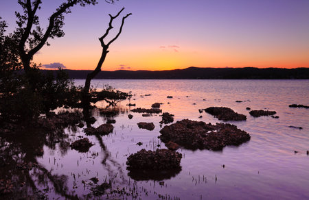 Tidal shallows at sundown.   Tidal estuaries are an aquatic nursery for a variety of sealife.  の写真素材