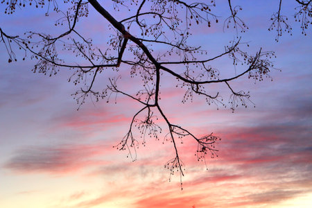 Winter sunset and silhouette of a tree against the sunset skyの写真素材