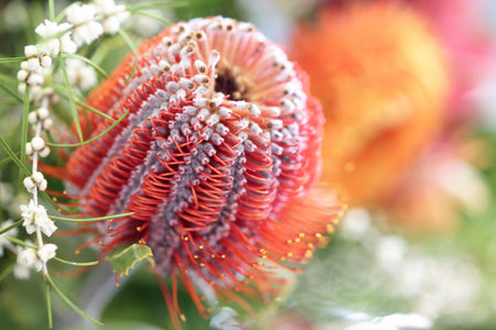 Flowering leucospermum protea flower.  Plant belonging to Proteaceae family with stunning inflorescences, prominent styles and grey green leathery leaves.  This one is red with yellow tipsの写真素材