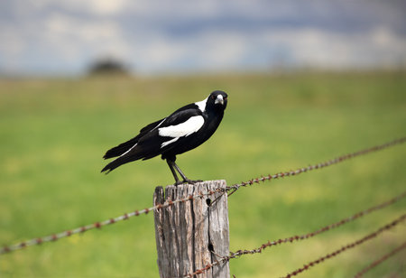 Australian Magpie - Gymnorhina tibicen, sitting on an old rustic fence post with intense stare.の写真素材