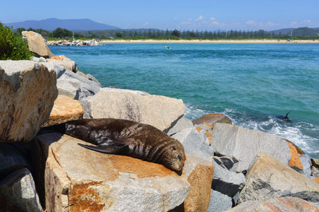 Sleepy fur seal basques in the summer sunshine at Narooma.の写真素材