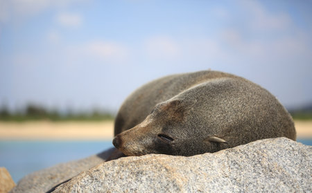 Sleepy fur seal lazing on a rock in the glorious sunshine.  Fur seals are any of nine species of pinnipeds in the Otariidae family.の写真素材