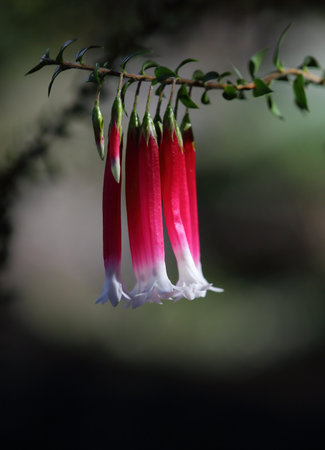 Native fuschia flower, Epacris longiflora.  A tiny flower, red tubular shaped with white lobes growing in the Sydney, Hawkesbury sandstone areasの写真素材
