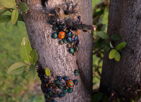 Tectocoris diophthalmus, commonly known as the Hibiscus Harlequin Bug or Cotton Harlequin Bug, is a...