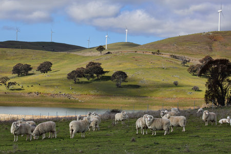 Sheep grazing below the Blayney to Carcoar windfarm, Central West NSW.  The distant fields have cattle grazing.  Focus to foregroundの写真素材