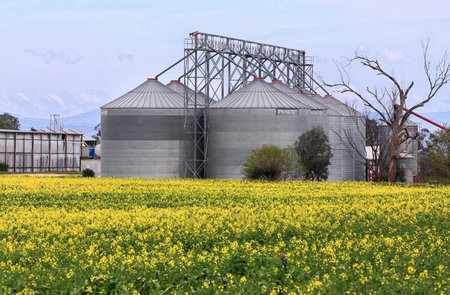 Canola growing at Bilimari and large grain store silosの写真素材