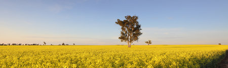 The landscape becomes a sea of bright yellow in spring when the canola crops burst into flower.  Morning light Canowindraの写真素材
