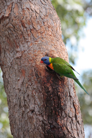 The rainbow lorikeet (Trichoglossus moluccanus) is a species of parrot found  along the eastern ...