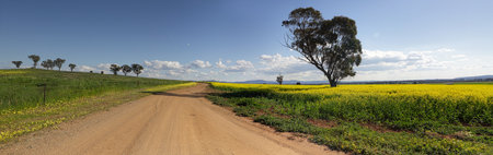 Driving along the roads less travelled in Canowindra.  Farmer Ross' farmlands in mid afternoon light.  3 shot panoramaの写真素材