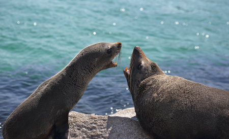 Pup and adult Australian fur seal arguing fighting interactionの写真素材
