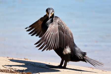 Great Cormorant standing on dry land and air drying its wings after a morning of fishing for breakfast.  He has spotted me and turning his head, the most vivid emerald green eyes stand out against his mostly brown black body.の写真素材