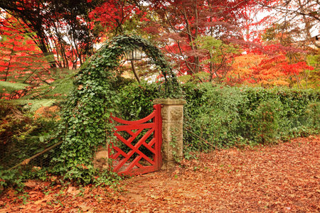 Autumn in Mount Wilson, Blue Mountains, Australiaの写真素材