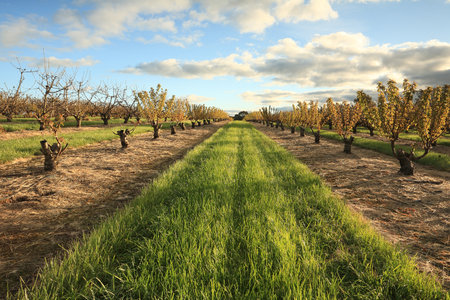 Rows of cherry trees near Young, South West Slopes NSW, Australiaの写真素材