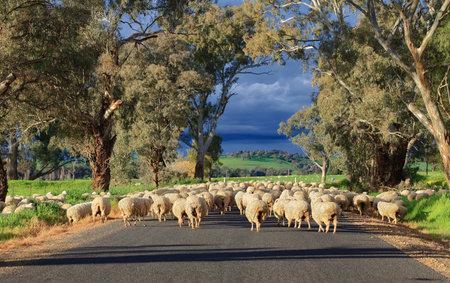Herding sheep along a country road in rural Central West NSW at Greenethorpeの写真素材