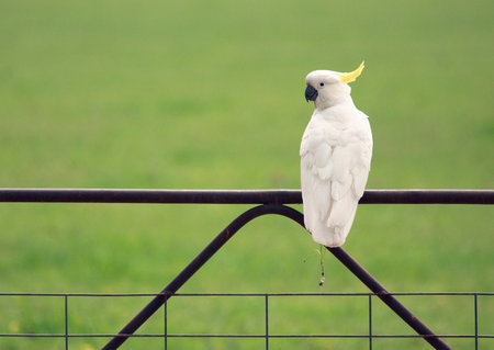 Sulphur crested cockatoo sitting on a farm gate in outback New South Wales.  Australia  Space for copy.の写真素材