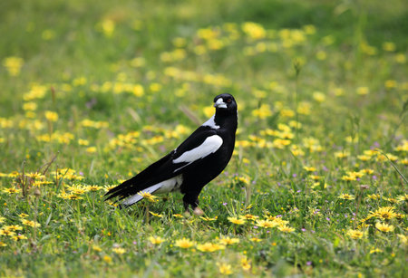 Australian Magpie is a  medium-sized black and white passerine bird native to Australia and southern New Guinea.の写真素材