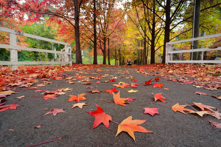 Beautiful l tree lined  lane covered with autumn leaves in colours of red, orange, rust, amber and  brown  Focus is to the foreground leaves only.の写真素材
