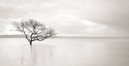 Lone mangrove tree in the still waters of the bayの写真素材