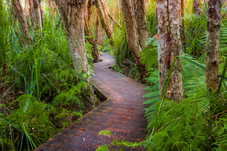 Exploring Victoria.  Hiking along a boardwalk through the lush coastal rainforest and swamp lands after a long 4wd track in to this remote wilderness.  Victorial Australiaの写真素材