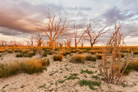 Dried up oasis in the desert. Menindee Lakeの写真素材