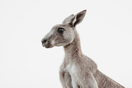 Furry face of an Eastern Grey Kangaroo portraitの写真素材