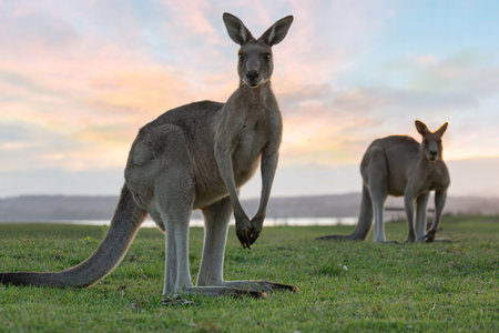 Eastern grey kangaroos come out of the bush to feed on green grass in the dusk lightの写真素材