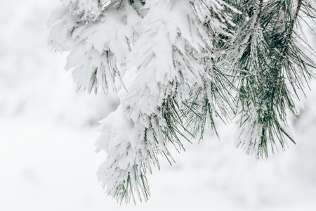 Pine tree branch and needles covered in fresh white snow closeup
