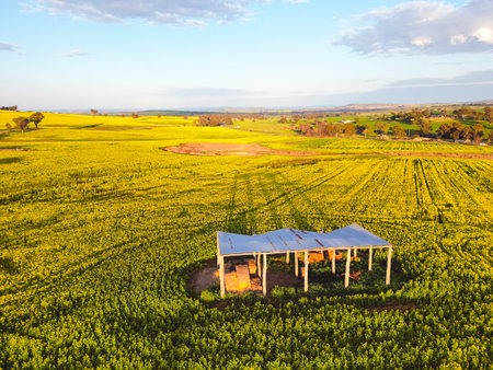 Rustic open barn standing in a field of canola in the early morning sunlight in rural NSW Australiaの写真素材