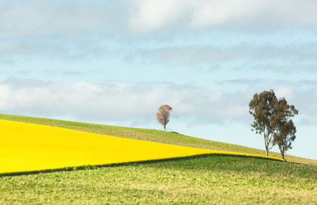 Flowering canola landscape with Australian gum trees