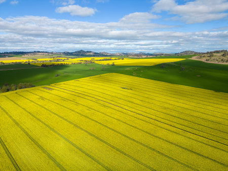 Canola fields and rolling hills countryside scenery in rural NSW, Australia.  Millions of tiny yellow flowers create a visible yellow carpetの写真素材