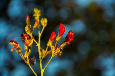 flowerの写真素材