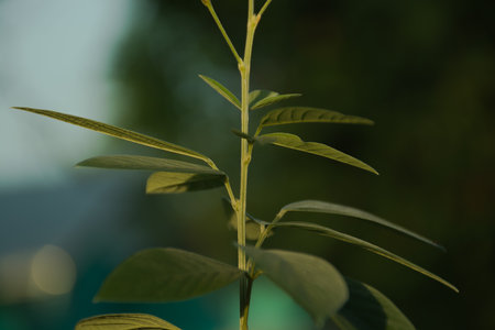 leaf