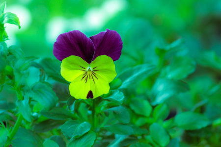 Violas or Pansies Closeup in a Gardenの写真素材