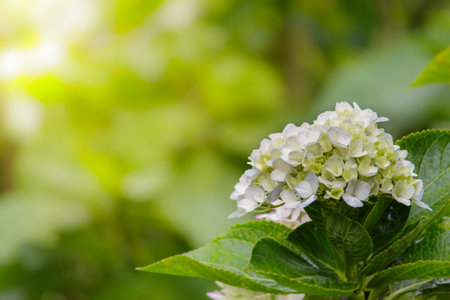 Beautiful hydranges in the gardenの写真素材