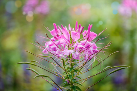 Cleome spinosa Jacq , Spider flower, prickly spider-flower, pink queenの写真素材
