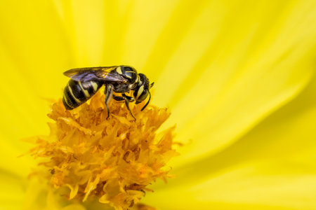 Honey Bee on Yellow Flower, Close Up Macroの写真素材