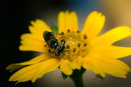 Honey Bee on Yellow Flower, Close Up Macroの写真素材