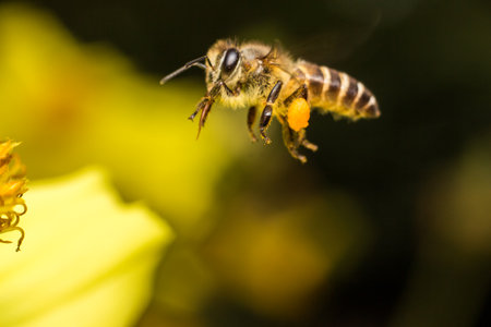 Honey Bee on Yellow Flower, Close Up Macroの写真素材