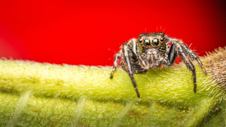 A small spider on green leaf