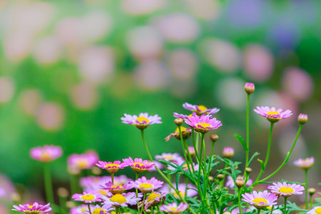 Beautiful Daisies in the field. Summer flowersの写真素材