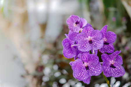 orchidの写真素材