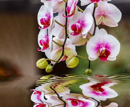 Beautiful orchid - phalaenopsisの写真素材