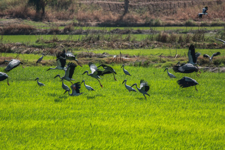 Asian openbill