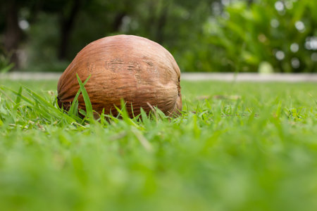 A brown coconut is falling from a branch down to green grass after a morning storm.の写真素材