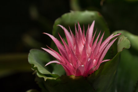 Bromeliad is an ornamental plant with beautiful colors. It grows well in moist, but not wet. It needs light but not too hot,  in morning sunlight if possible.の写真素材