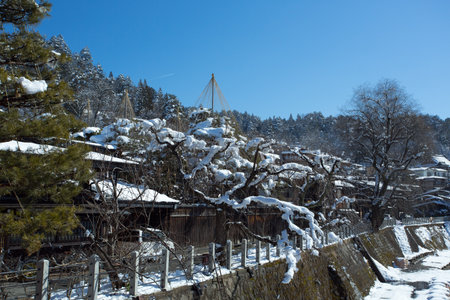 Yukizuri or sets of rope cones over pine trees, are commonly seen in heavy snow area in Japan. The rope cones are purposed to protect the branches to be damaged by heavy snow.のeditorial素材