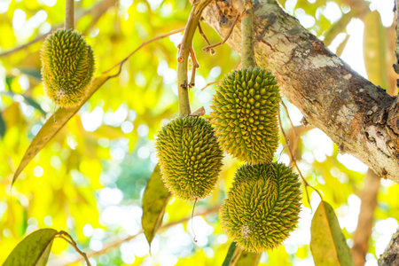 Durians are a kind of fruit that planted in South East Asia. The shell of this fruit is covered throughout with thorns. Durians smell singularly, are rich of fat and sugar. The fruits grow out the trunk, and hang until rot.の写真素材
